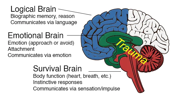 Brain diagram labeling logical, emotional, and survival functions, with the word “Trauma” across the lower regions.
