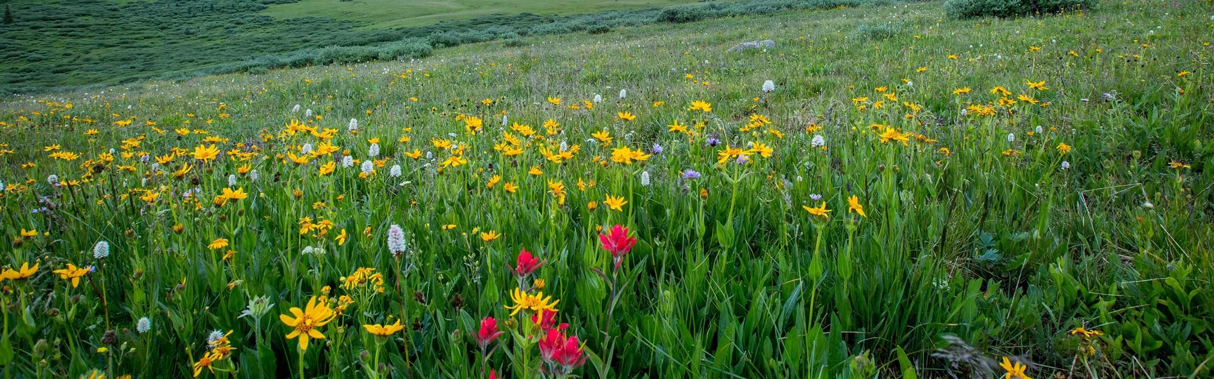 Yellow, white, and pink wildflowers growing in a green meadow.