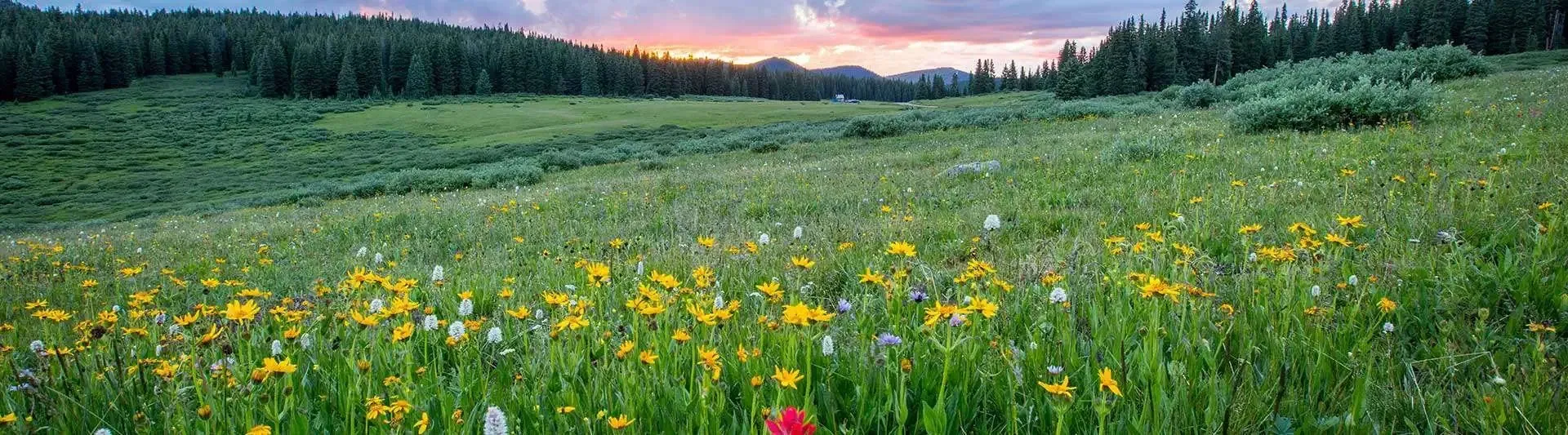 A meadow of yellow wildflowers bordered by forest beneath a sunset sky.