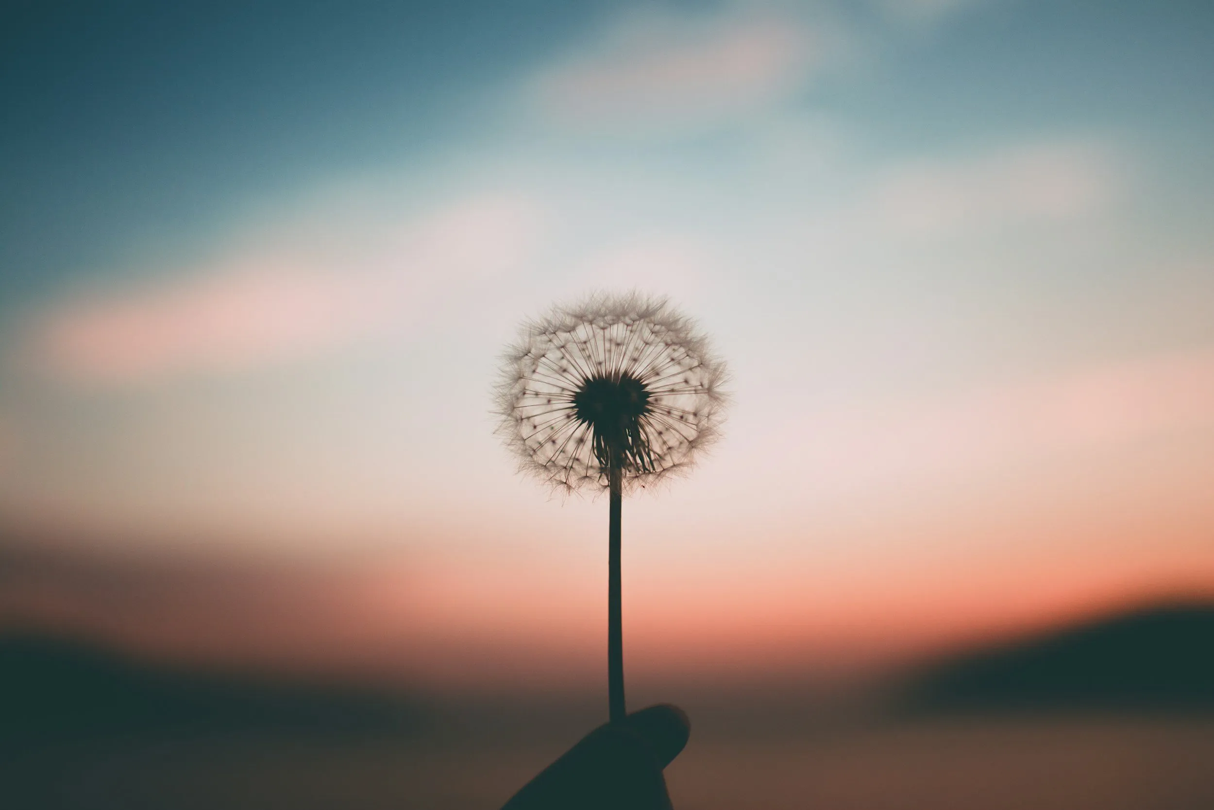 image of a flower
