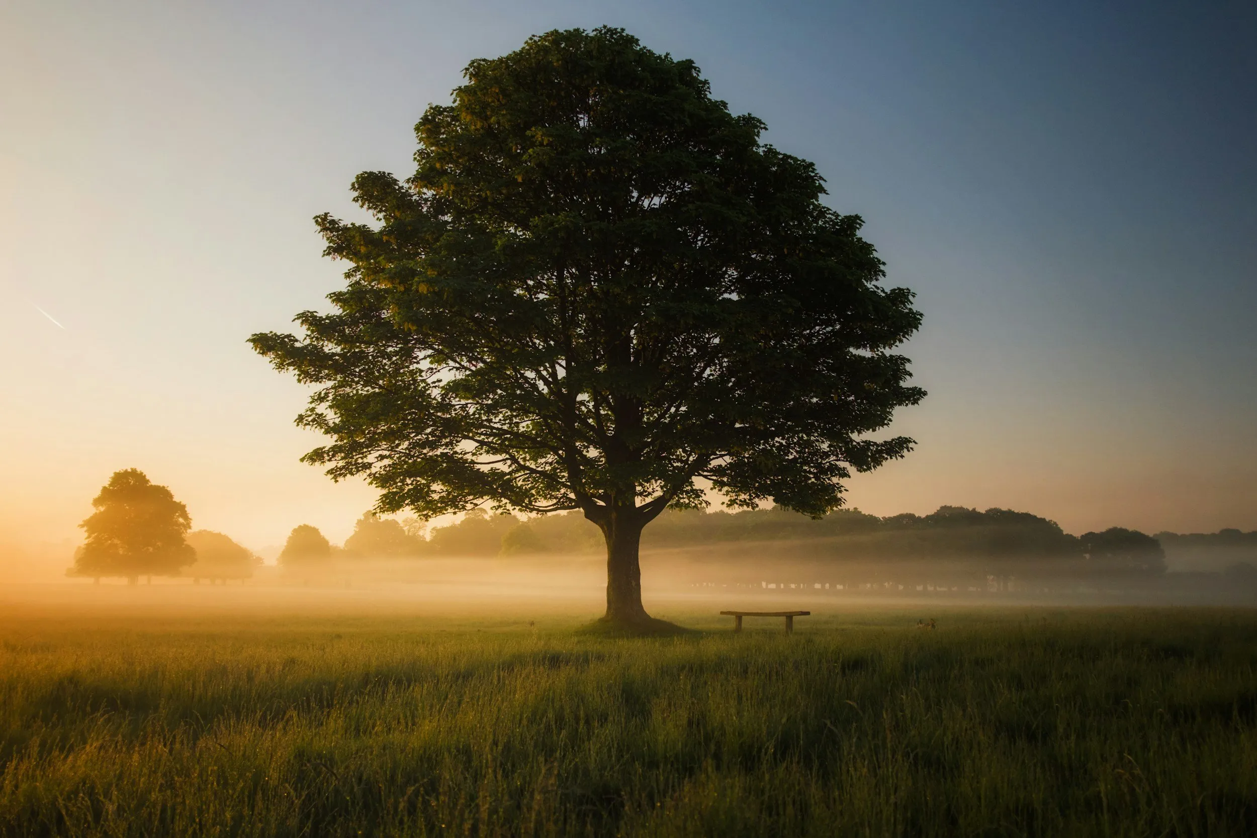 image of a tree sitting in the middle of a grass field