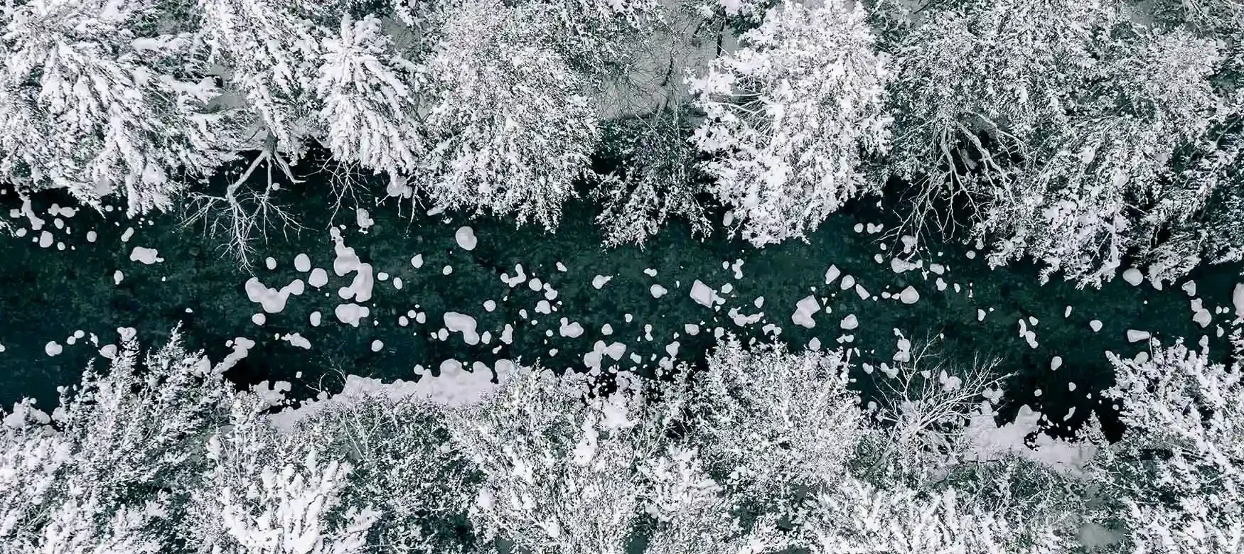 Aerial view of a dark river and pale rocks bordered by snow-covered trees.